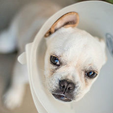 It's all fun and games until someone ends up in a cone.