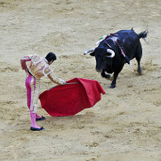 Bull charging a matador.