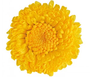 Yellow chrysanthemum