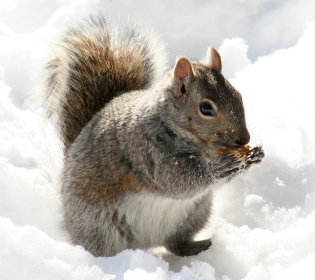 An Open Book Test - Happy Squirrel