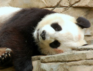 Happy Birthday, Baby Pandas! | Chicago Public Library