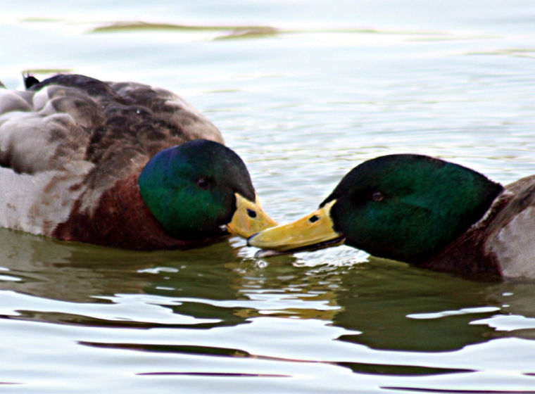 Japan upskirt picture Bisexual male mallard