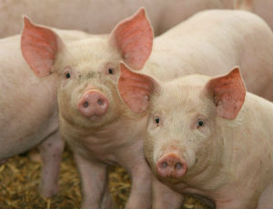 最新の激安 piggies.jpg アート・デザイン・音楽