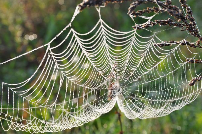 How do spiders avoid getting tangled in their own webs?