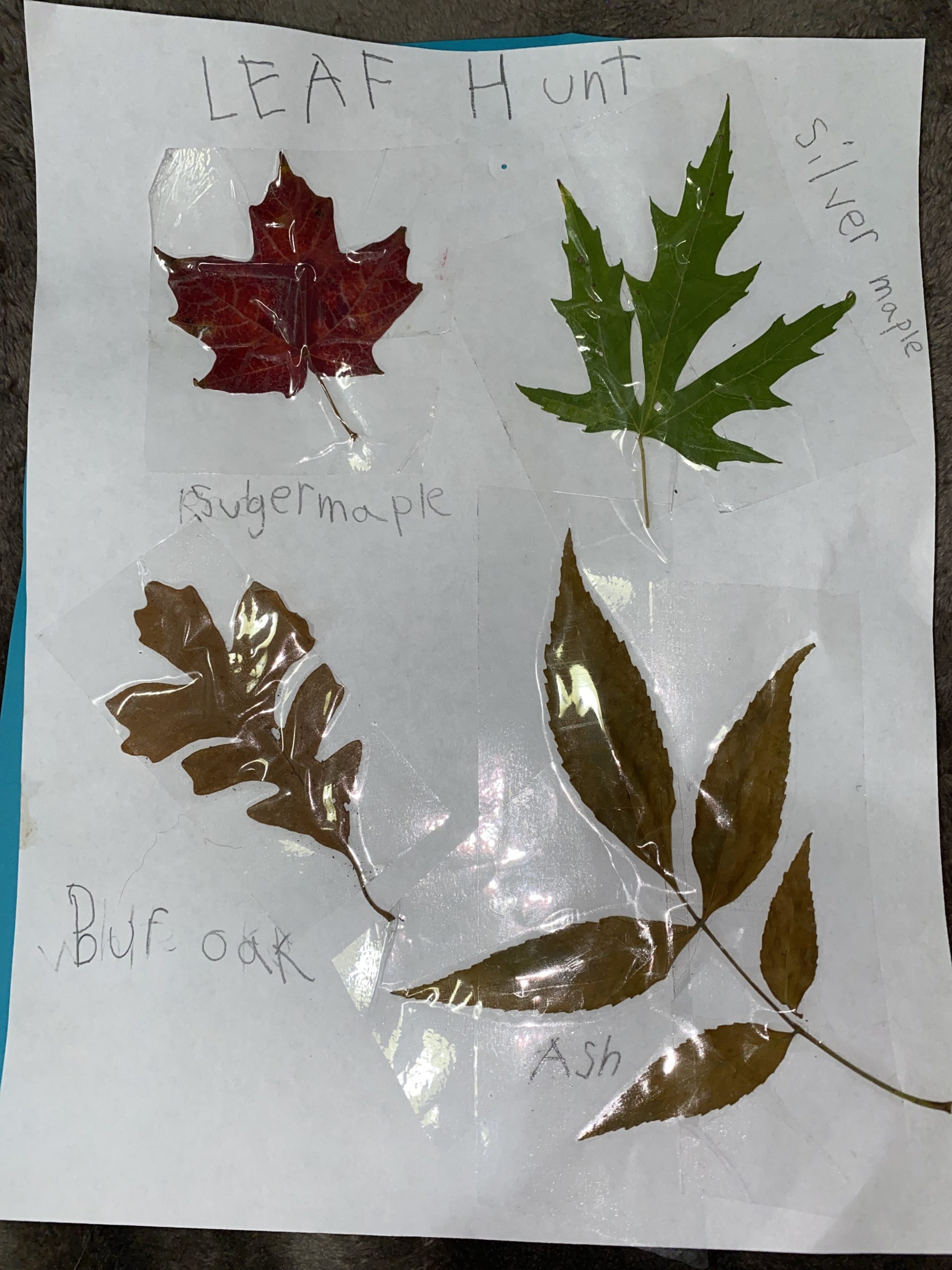 Leaf Collection